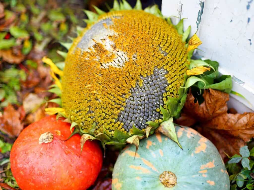 An image of a harvested sunflower sitting on top of two gourds on the ground