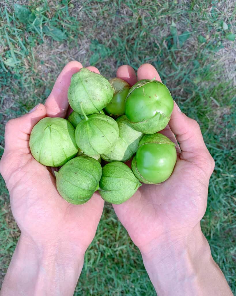 A close up of two hands holding picked green tomatillos