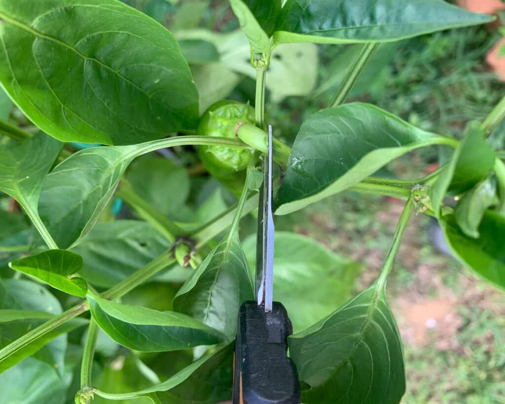 A close up of small gardening snips cutting a green Jalapeño pepper off a pepper plant