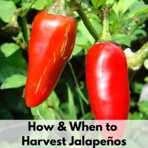 text overlay "how and when to harvest jalapenos" on top of a picture of two red jalapeno peppers