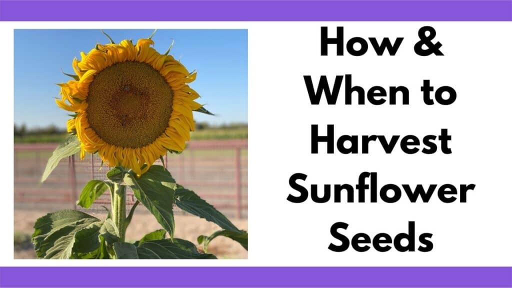 Text "how and when to harvest sunflower seeds" next to an image of a mammoth sunflower in bloom.