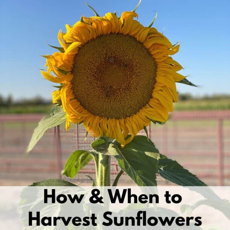 Text overlay "How & when to harvest sunflowers" over an image of a blooming mammoth sunflower