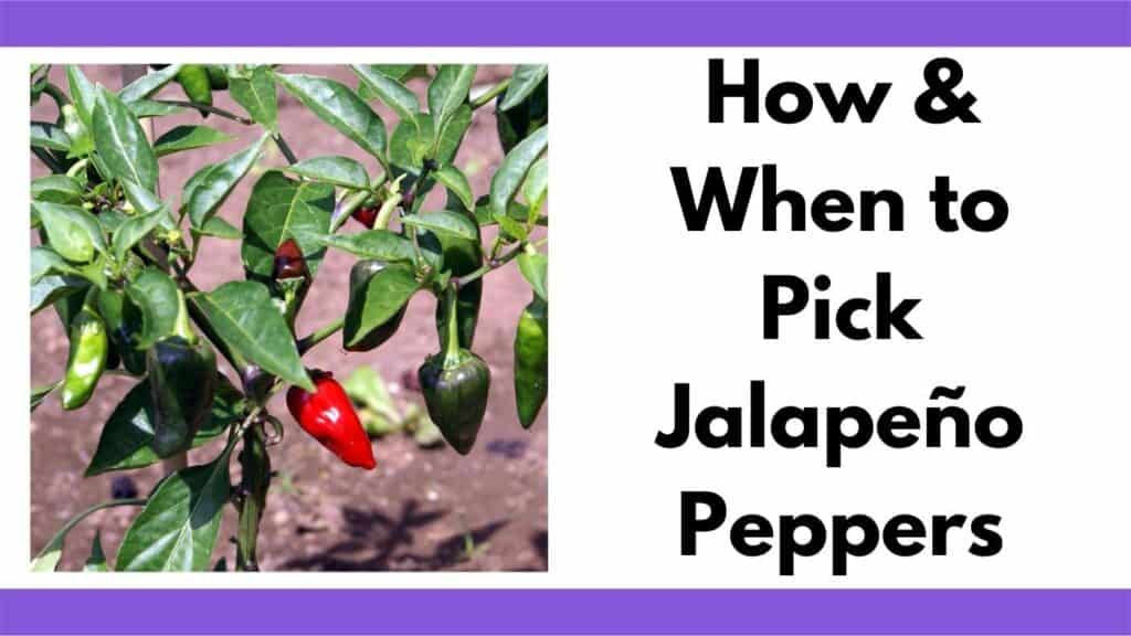 Text "How & when to pick jalapeño peppers" next to an image of jalapeño peppers growing on a bush