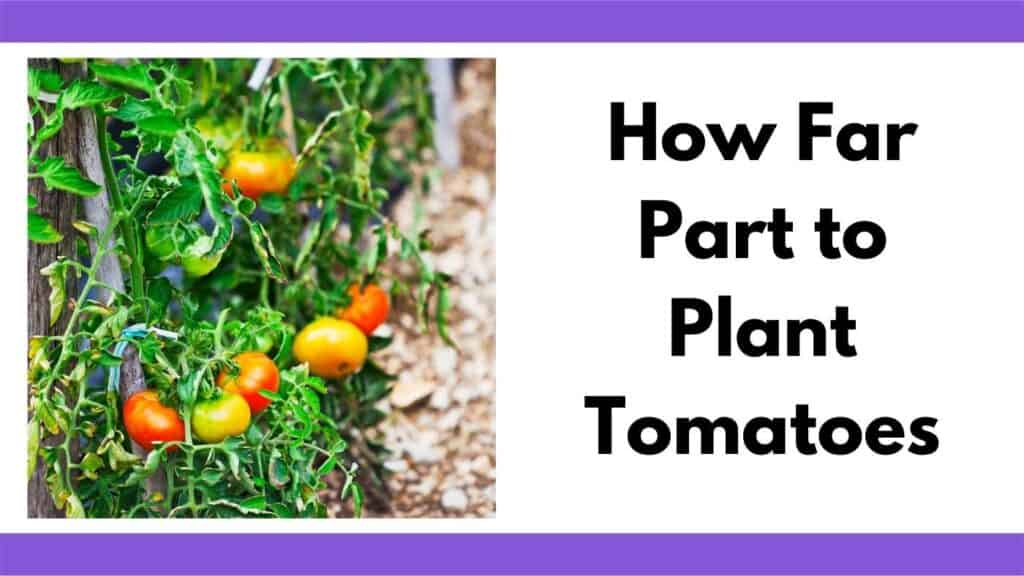 Text "how far apart to plant tomatoes" next to an image of a row of tomato plants staked to sturdy sticks. The tomatoes on the vines are all almost entirely ripe and ready to pick.