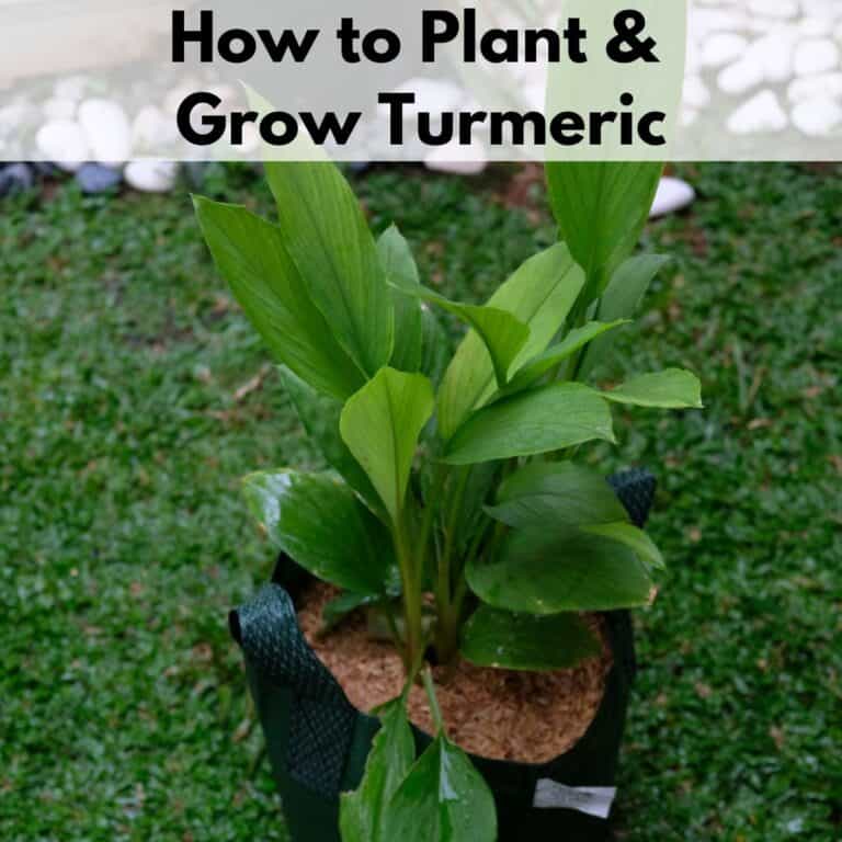 Text overlay "how to plant and grow turmeric" over a turmeric plant growing in a dark green grow bag container