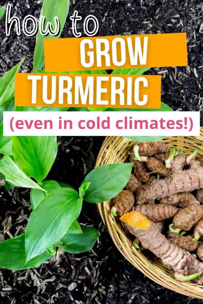 Text "how to grow turmeric even in cold climates" above an image of turmeric plants and a basket of sprouting turmeric 