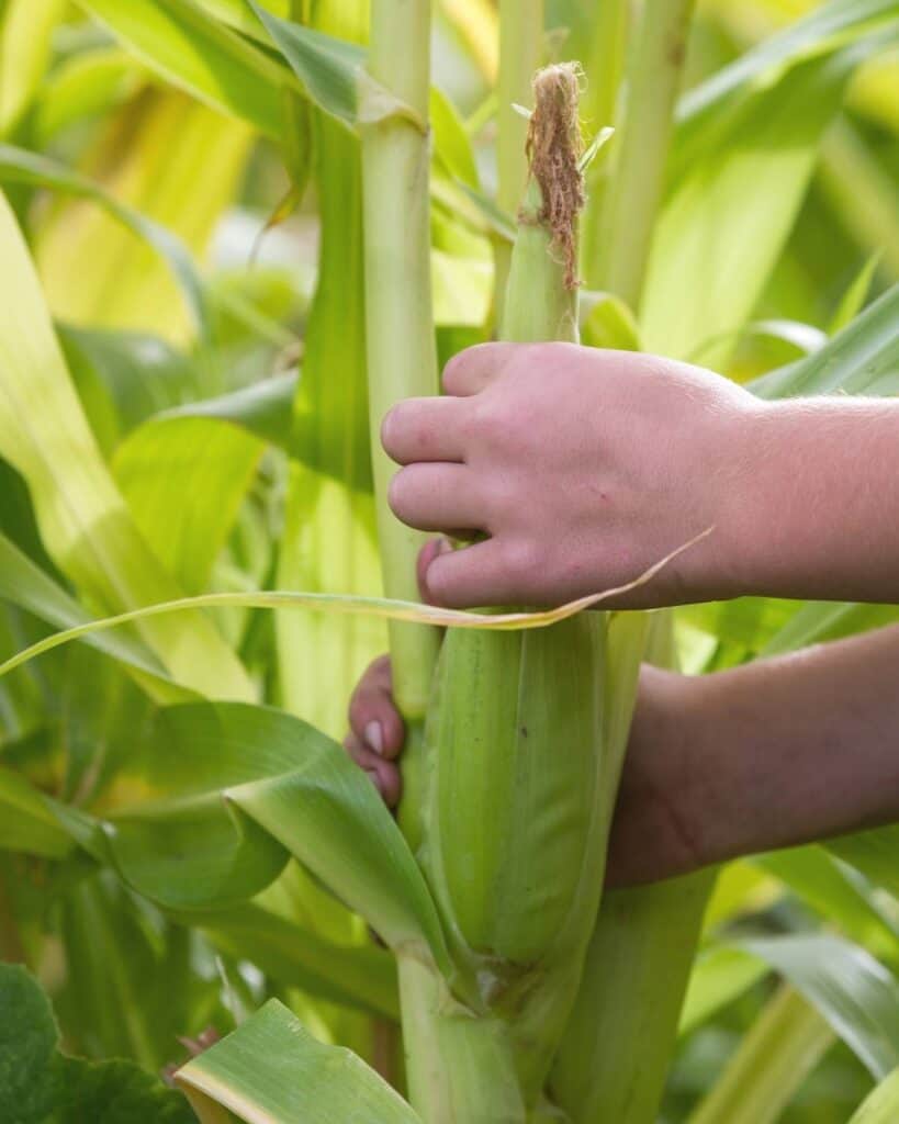 A child's hands picking an ear of corn. One hand is at the top of the ear and the other hand is holding the stalk.
