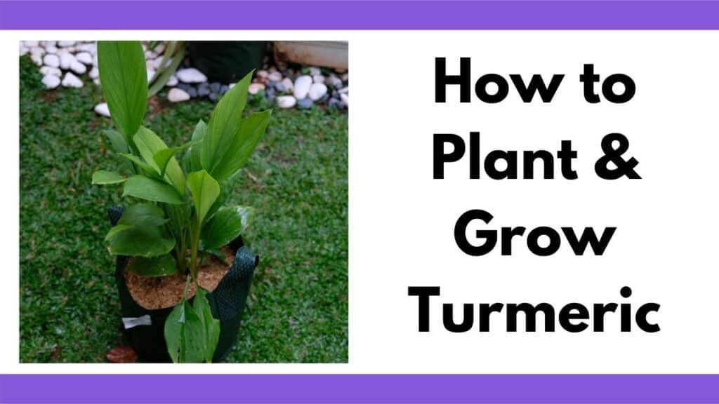 Text "How to plant and grow turmeric" next to an image of a turmeric plant growing in a fabric grow bag