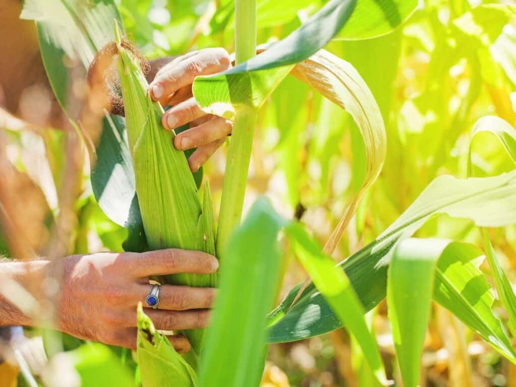 A person's hands showing the less beneficial way to harvest corn with two hands on the ear - one on top and the other near the base.