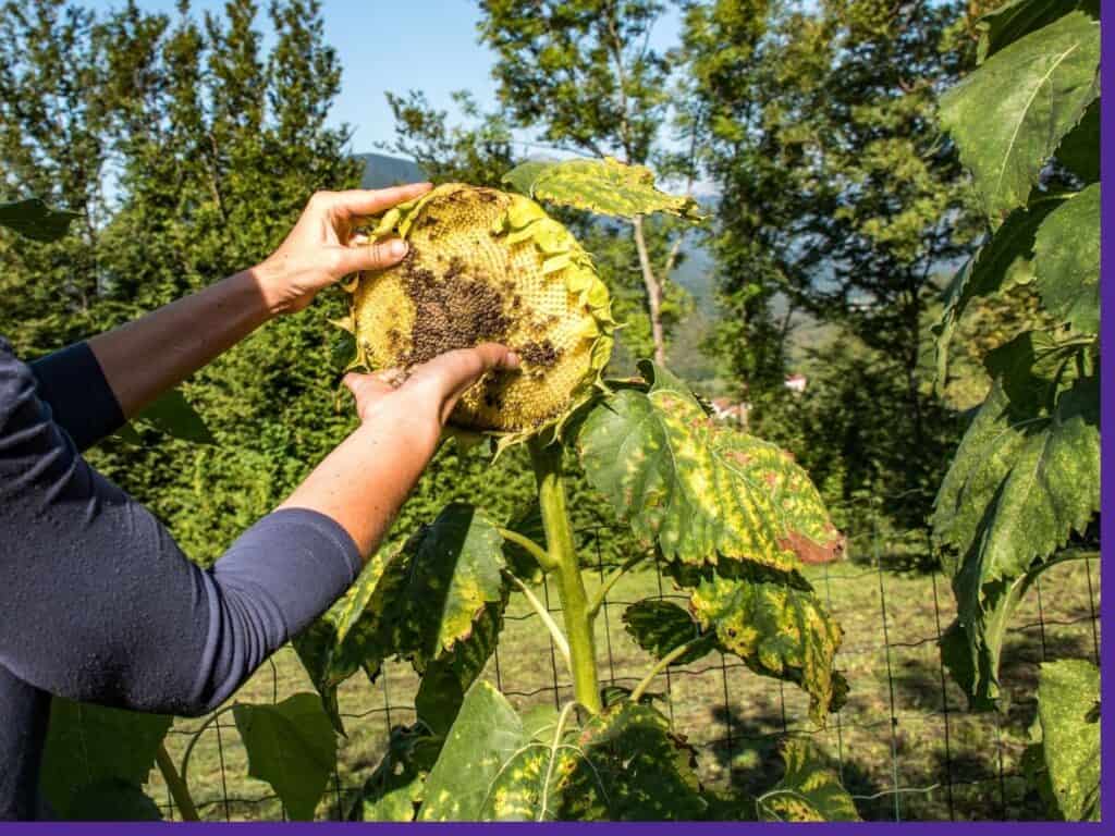 A woman's hands harvesting sunflower seeds directly from a ripe flower