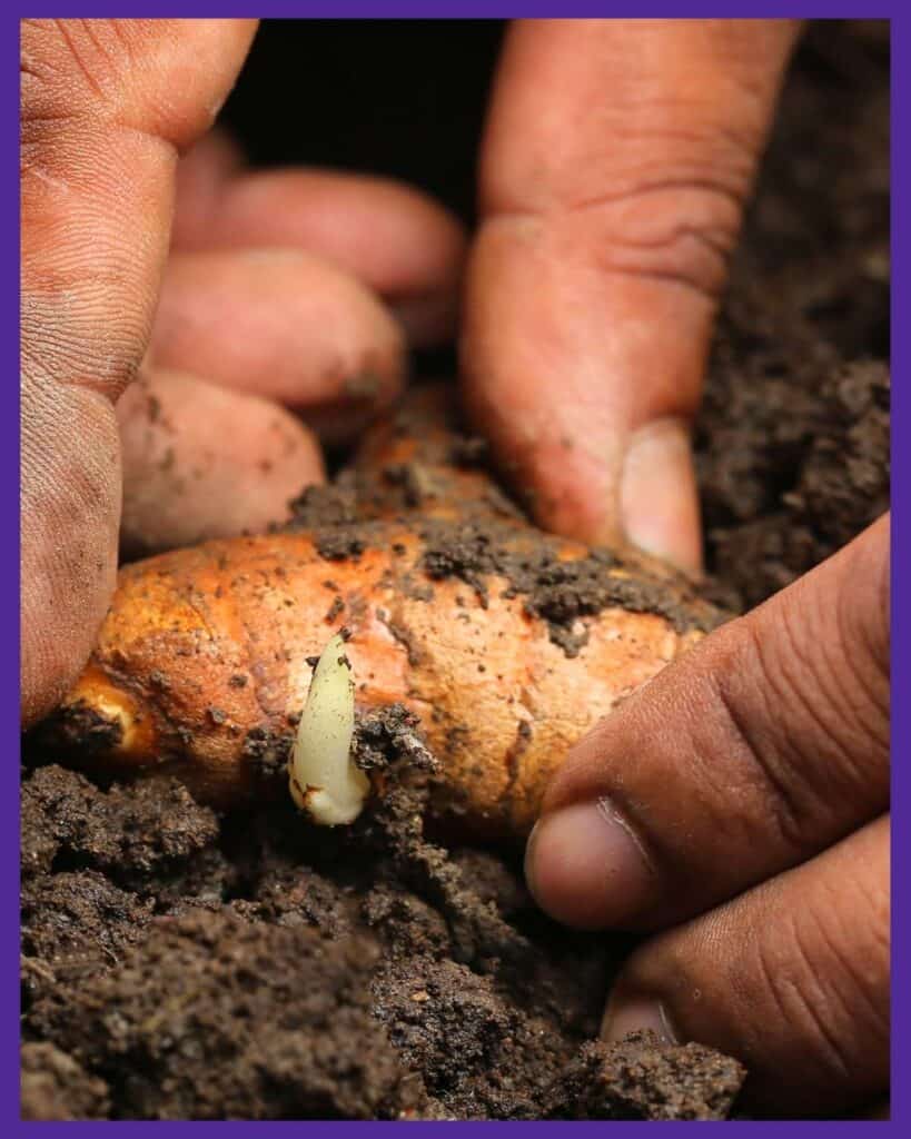 A close up of hands planting a sprouted turmeric rhizome in soil