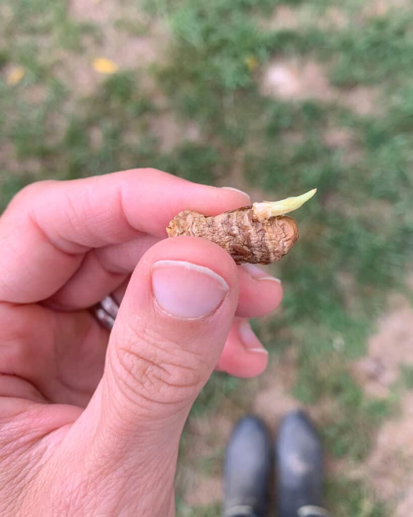 A hand holding a small sprouted turmeric rhizome