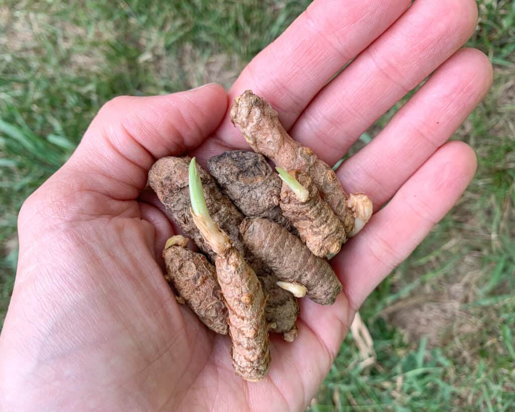 A hand holding 7 sprouted turmeric rhizomes