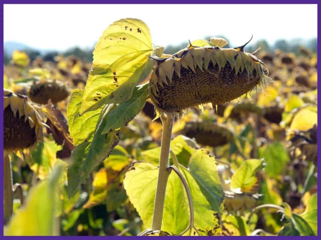 A field of sunflowers that are ready to harvest. The heads are turning yellow and facing downwards. The petals have fallen off.