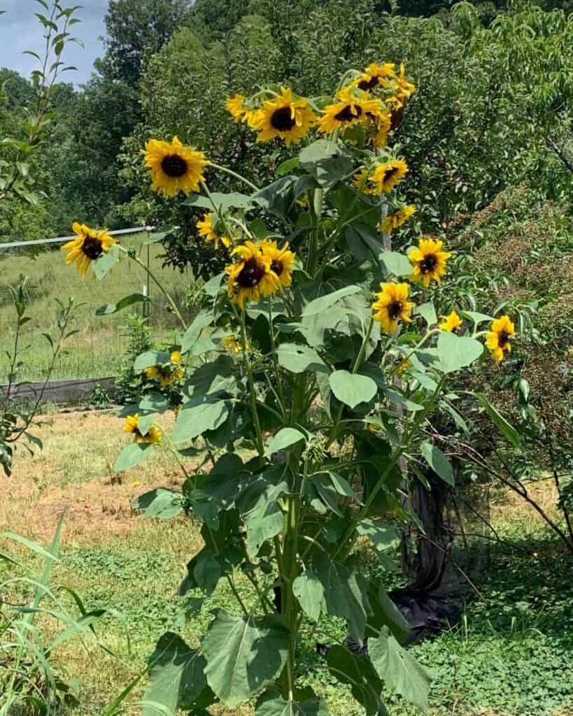 A picture of a blooming sunflower with many flower heads growing in a garden