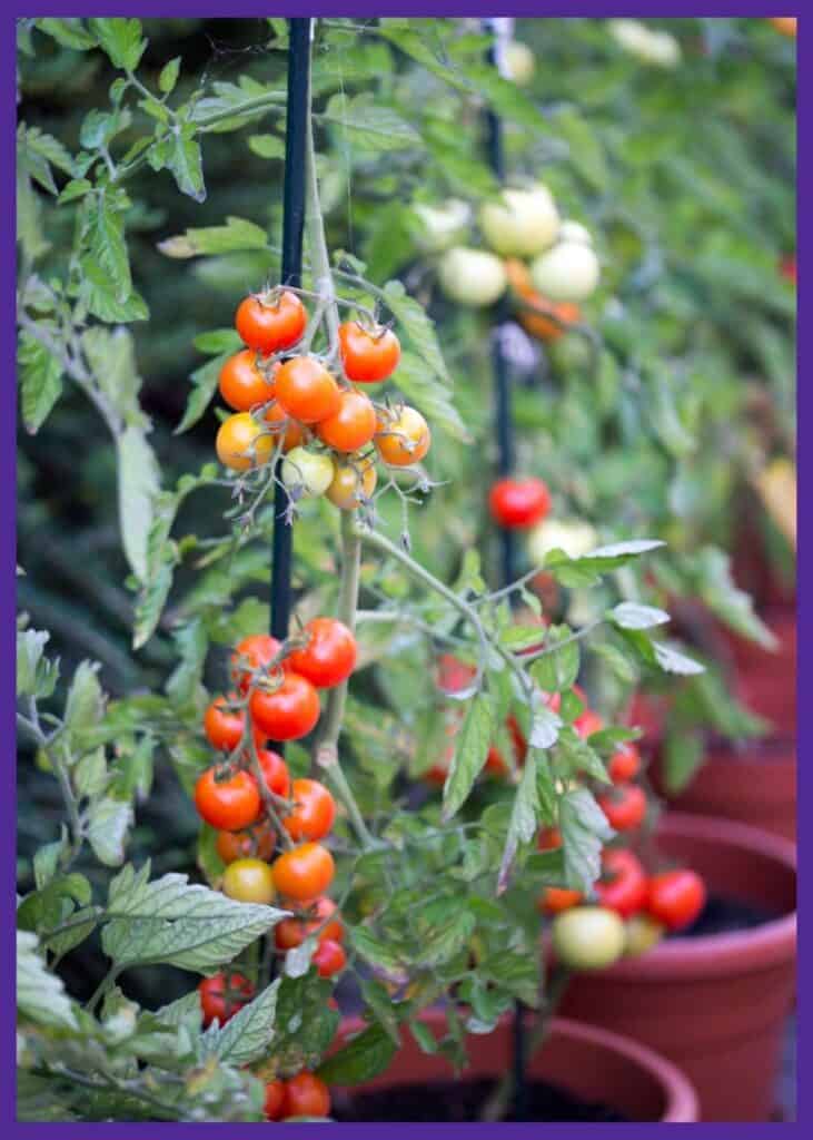 trellised cherry tomatoes growing in a container
