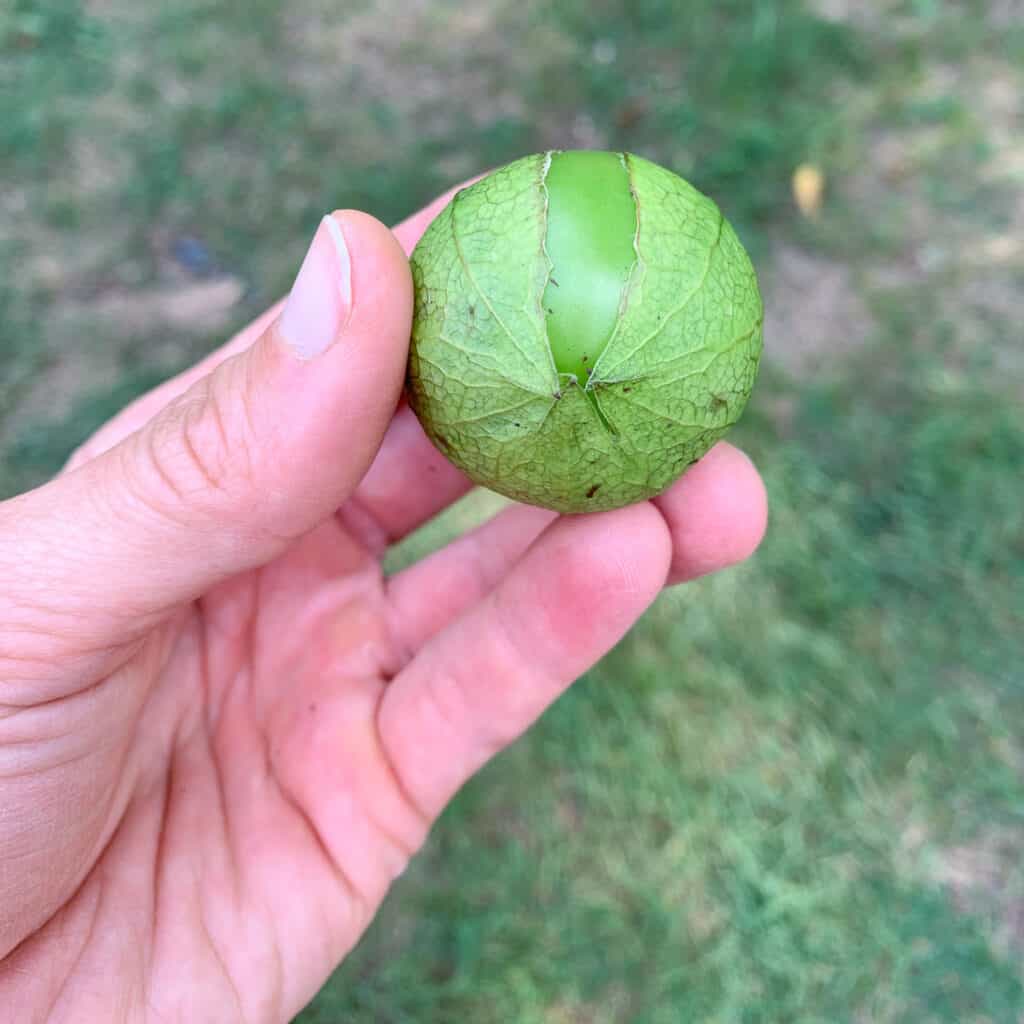 A close up of a hand holding a green tomatillo with a splitting husk