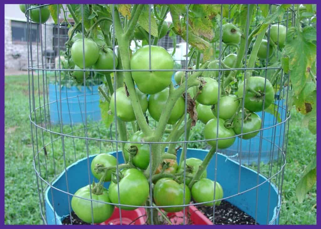 A large tomato plant in a blue plastic drum that's surrounded by wire fencing as a support cage