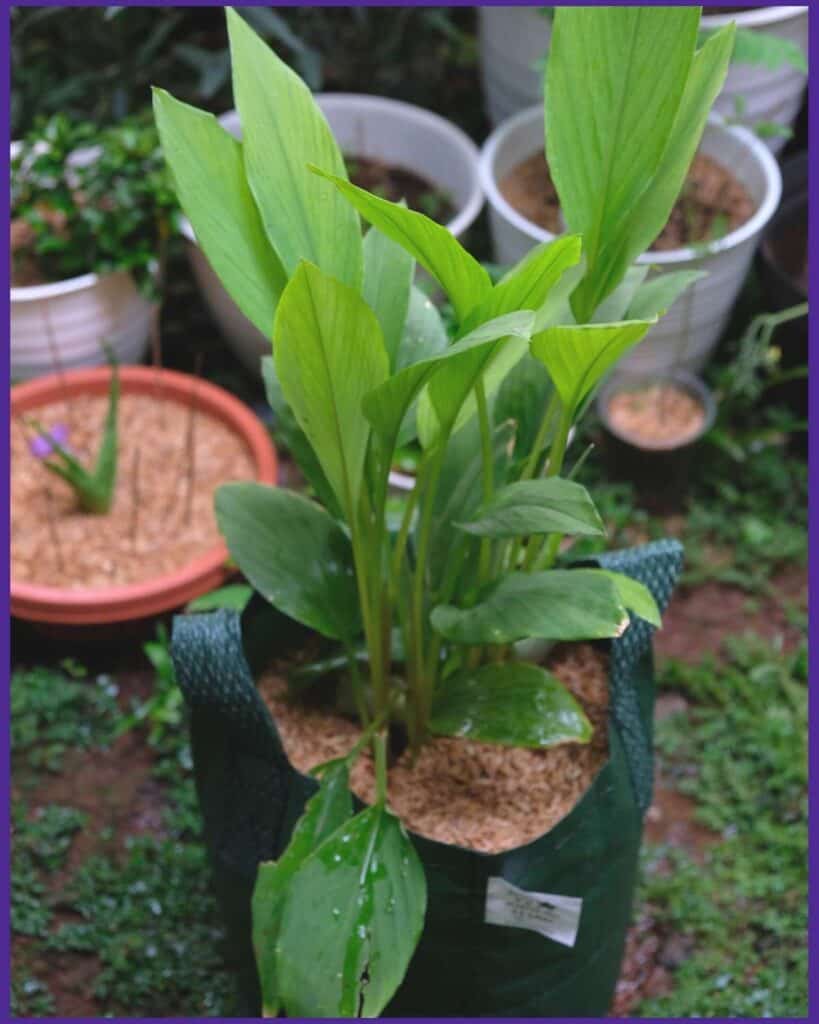 A picture of a turmeric plant Growing in a green grow bag. Several other potted plants are visible in the background, but out of focus.