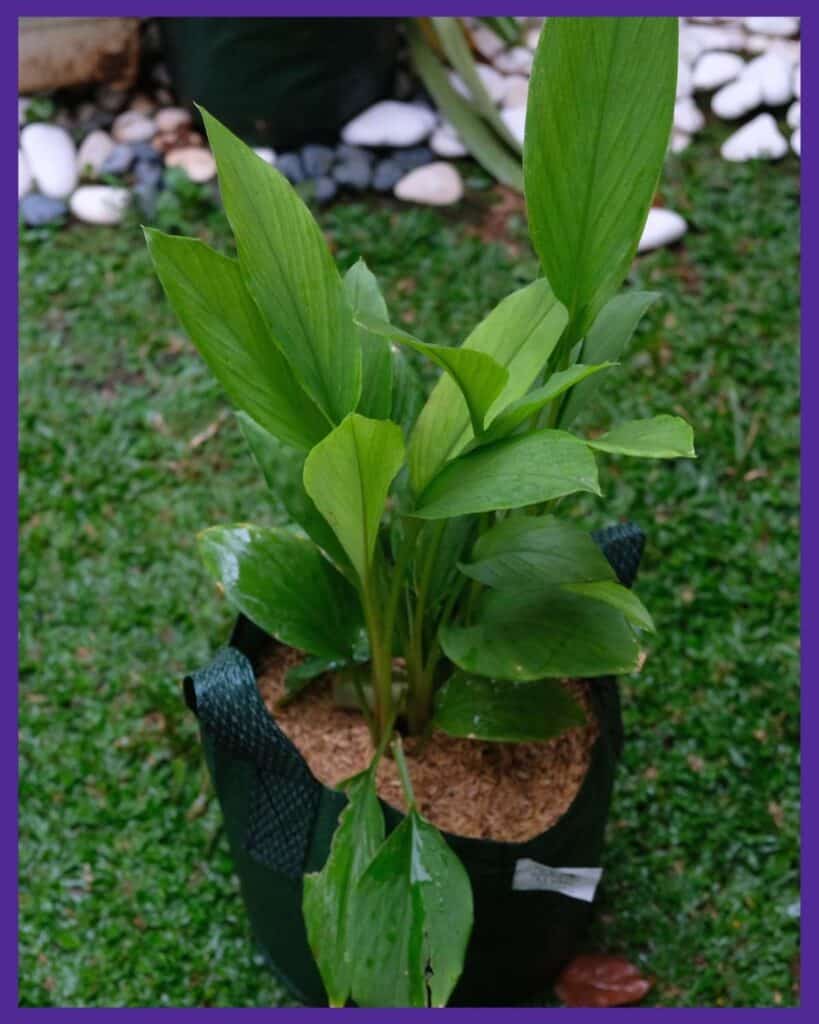 A turmeric plant growing in a green grow bag