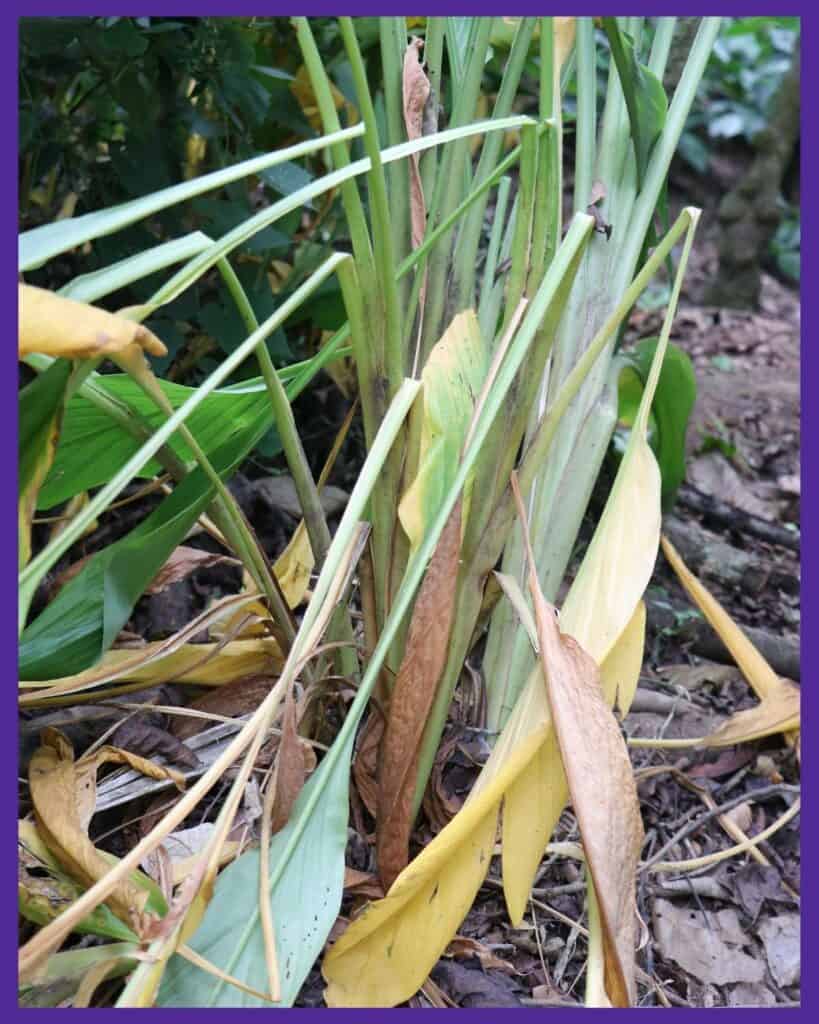 A turmeric plant with yellow, dying leaves. The yellowing leaves are a sign the plant is ready to harvest.