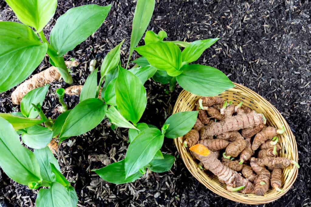 A top down view of young turmeric plants next to a basket of sprouting turmeric roots.