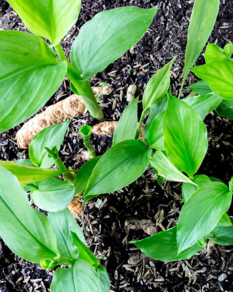 A top down view of young turmeric plants in soil