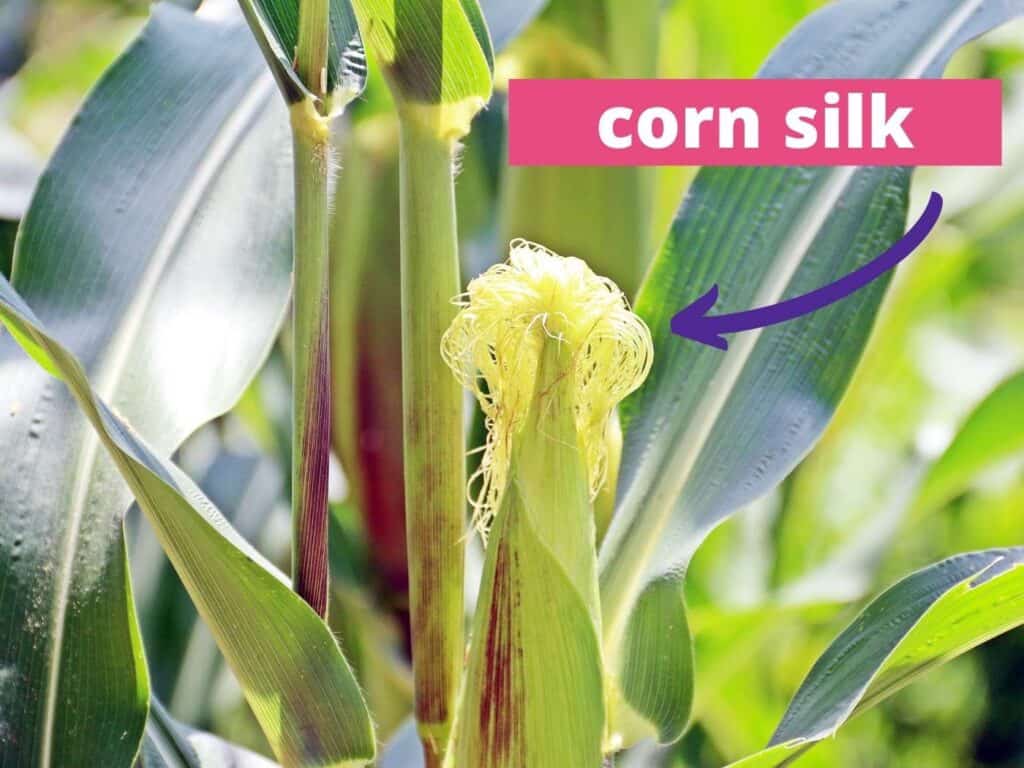 A close up picture of an unripe ear of corn with a caption "corn silk" and an arrow pointing at the silks