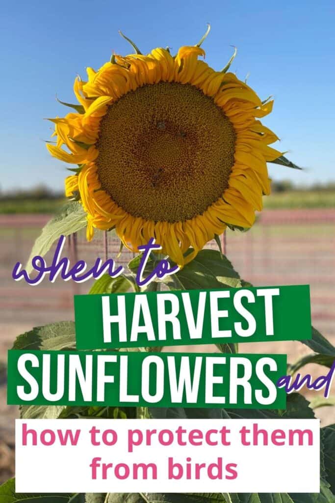 A photo of a mammoth sunflower in bloom with the overlay "when to harvest sunflowers and how to protect them from birds"