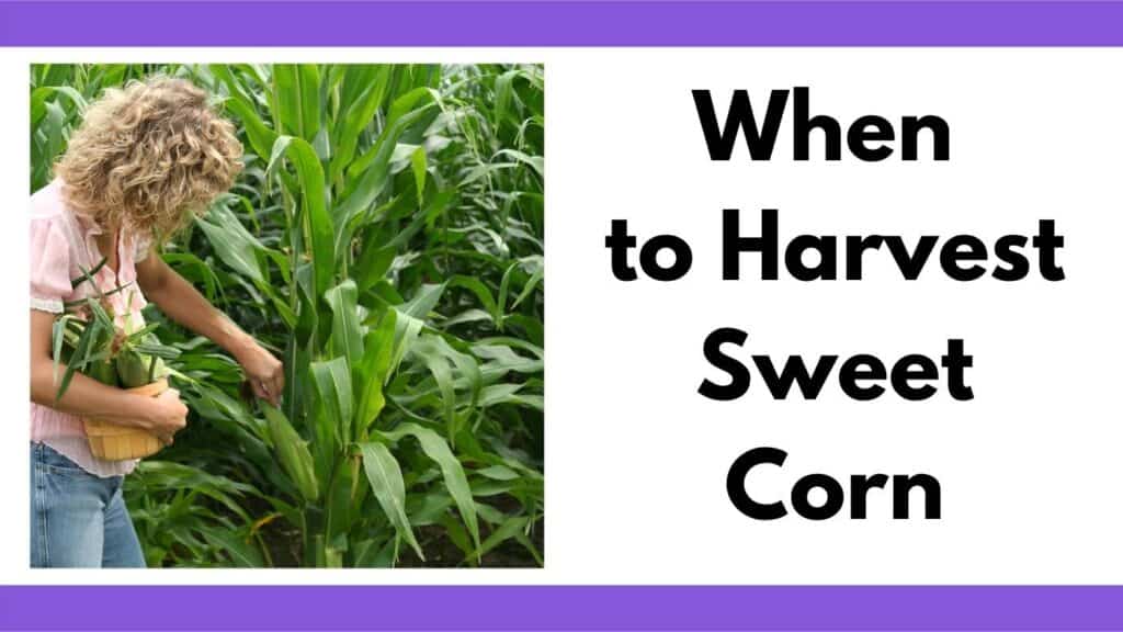 text "when to harvest sweet corn" next to a picture of a woman picking corn. She is holding a small basket filled with corn.