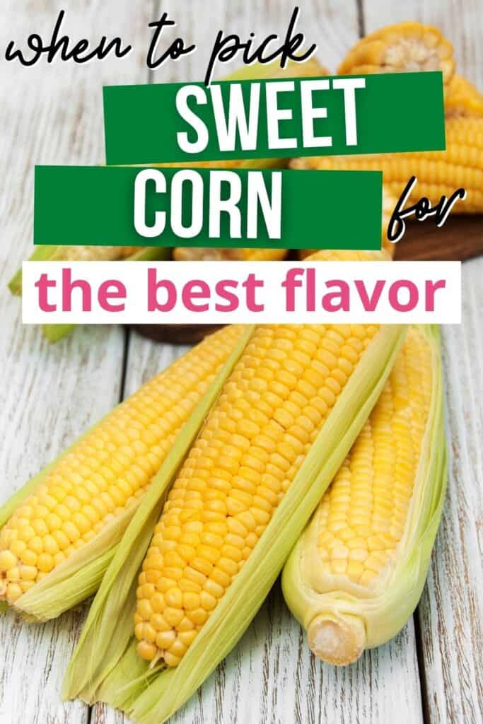 Text "when to pick sweet corn for the best flavor" over a  picture of three ears of partially shucked sweet corn on a white wood surface