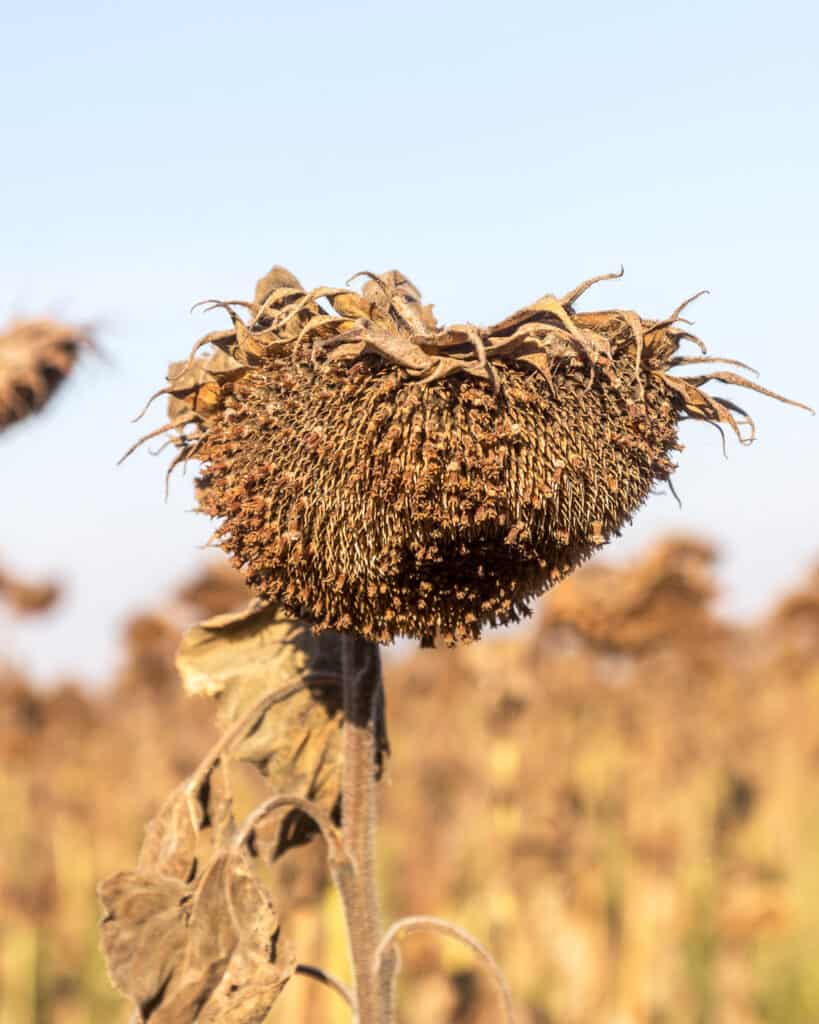 A dry, rotting sunflower plant in a field