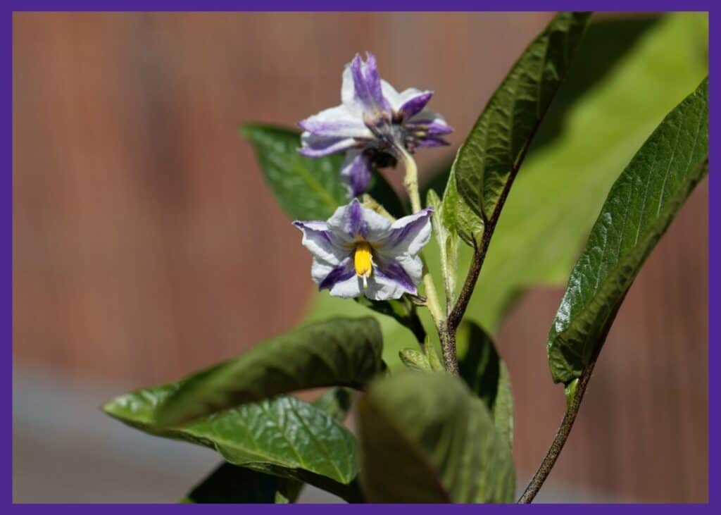 Purple and white pepino melon flowers with yellow centers.