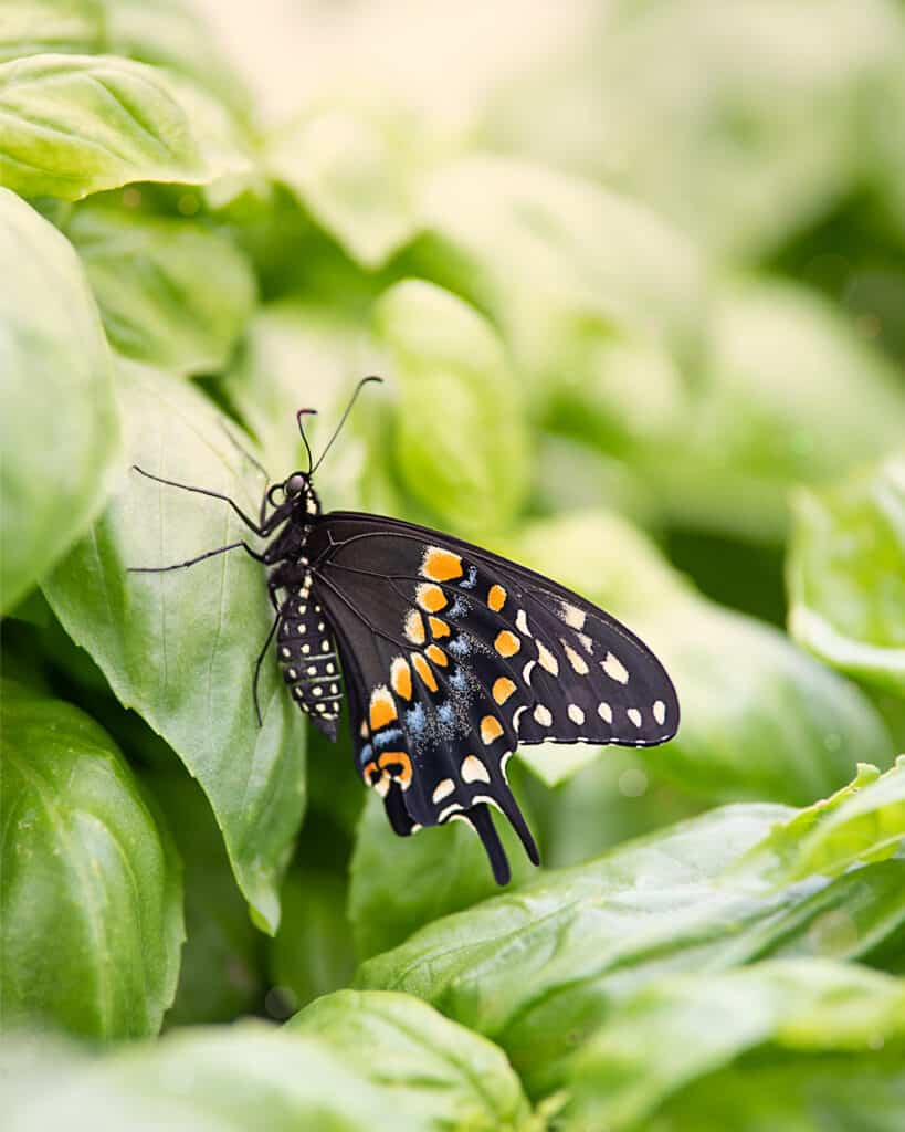 A close up photo of a black swallowtail butterfly resting on a basil plant