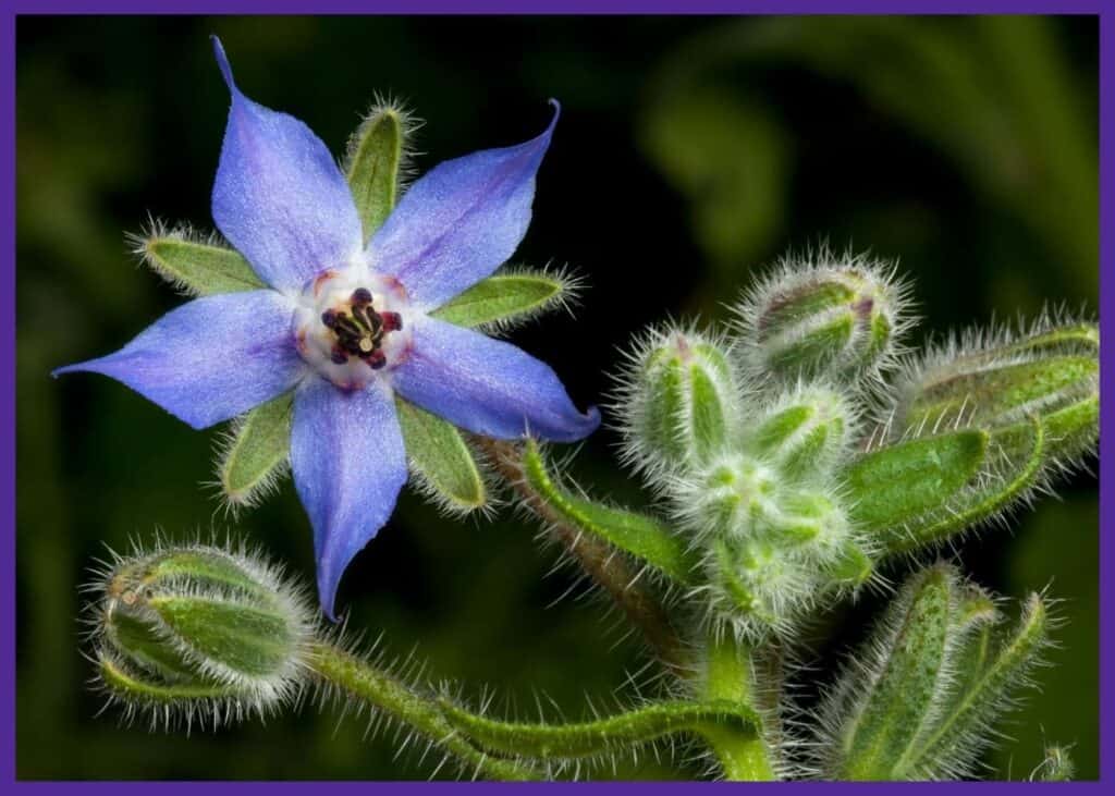 A close up of a borage flower. The stem is covered in fine hairs. The flower is light blue and shaped like a star.