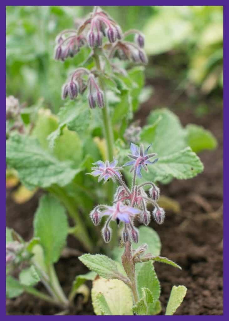 A row of borage plants growing in a garden. Some of the light purple, star-shaped flowers are open, others are still closed