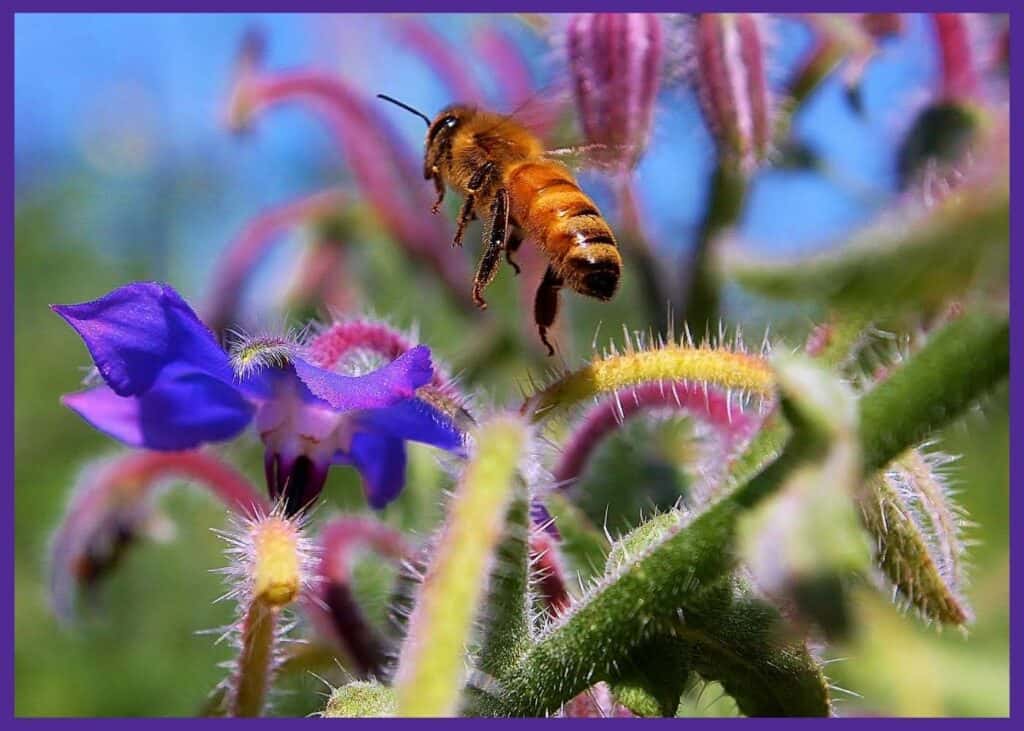 A close up photo of a bee flying near a purple, star-shaped borage flower