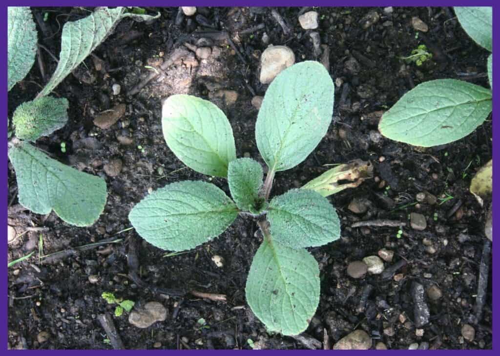 A close up, top-down photo of three young borage seedlings