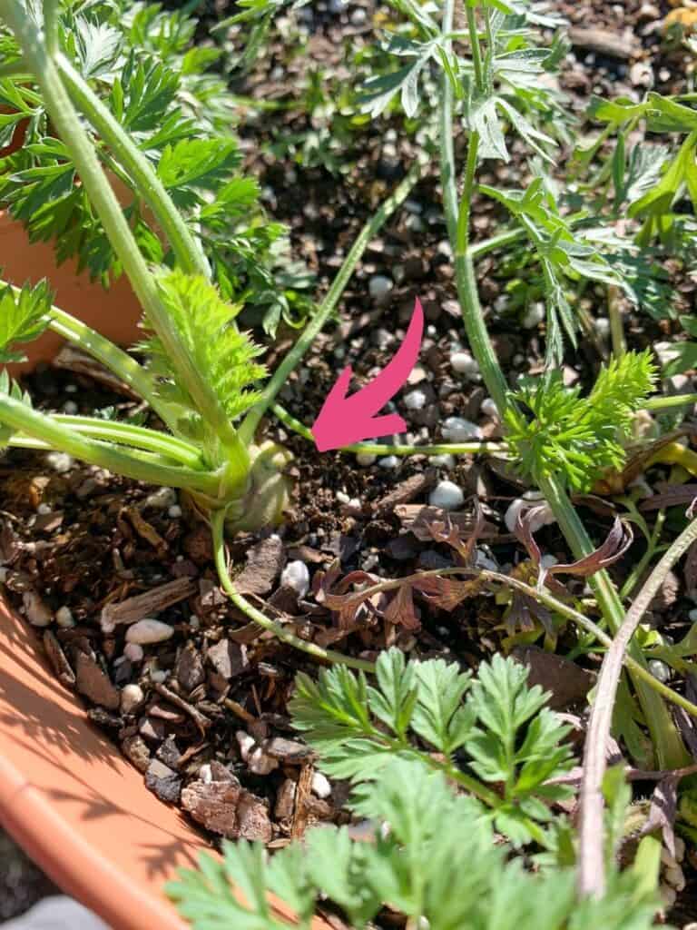 A top down view of growing carrots with a pink arrow pointing at the top of a carrot sticking out of the ground.