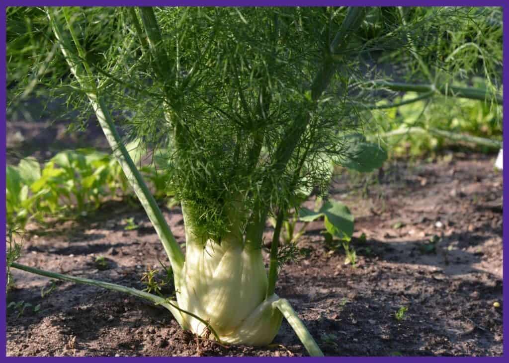 A close up photo of a bulb fennel growing in a garden. A row of arugula is visible growing in the background.