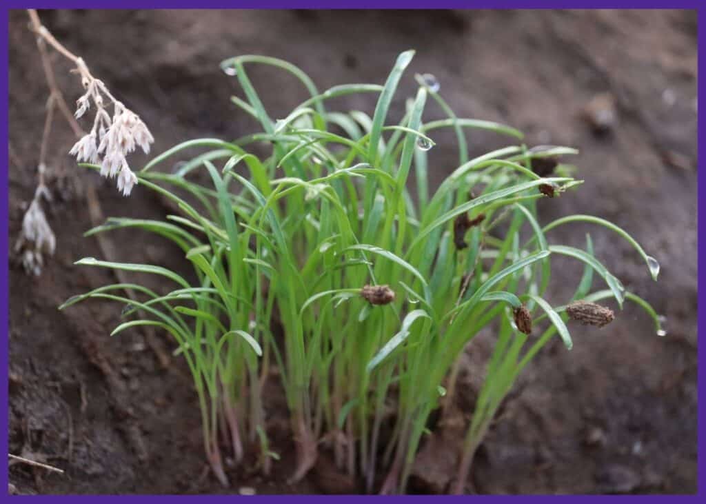 A clump of new fennel seedlings with double pairs of seed leaves. 