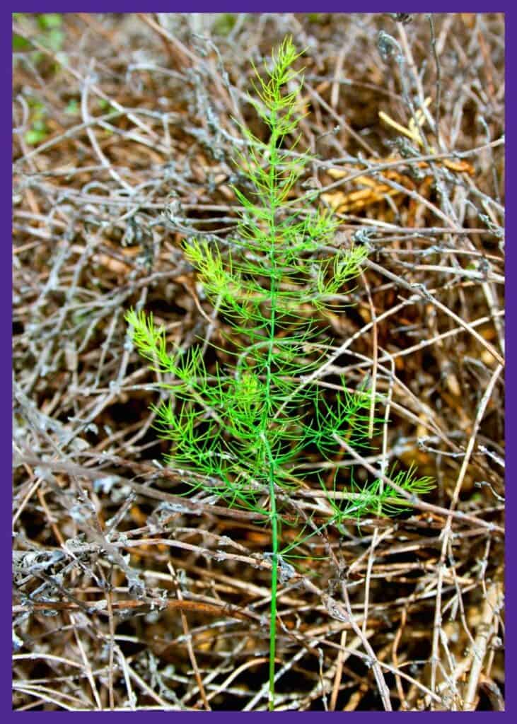 A young fennel seedling with feathery leaves. 