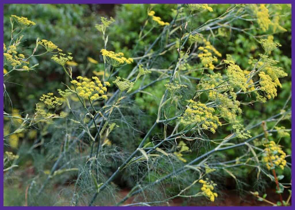 a close up of flowering fennel plants with yellow, umbrella-like flowers