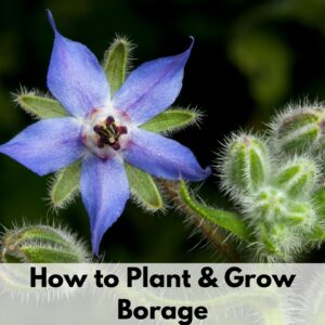 text overlay "growing borage" on the bottom of a photo of a blooming borage flower. IT has a star shape and light purple/blue petals.