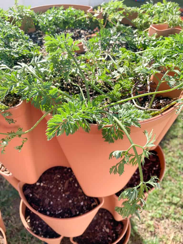 A vertical growing tower with carrots growing in the top tier. The two lower tiers are empty soil.