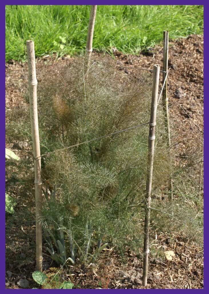 A cluster of large, bronze leafed herb fennel plants. They are bounded by bamboo poles held together with twine to make a fence containing the large fern-like tops