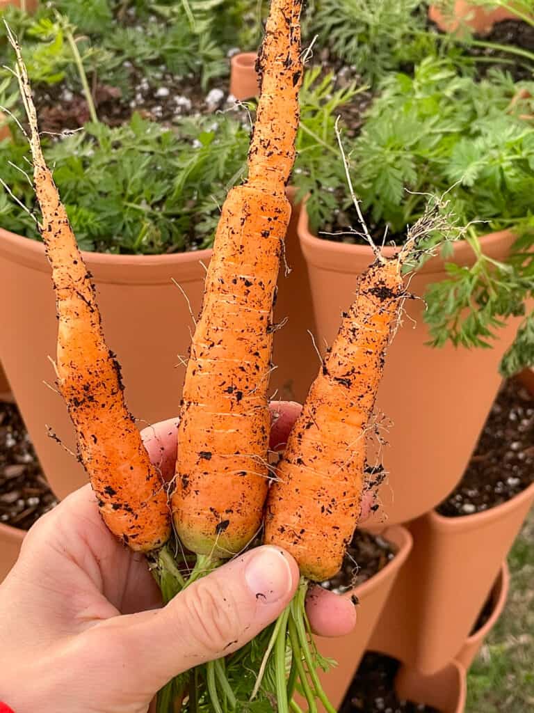 A hand holding three small, freshly picked carrots in front of a vertical growing tower.