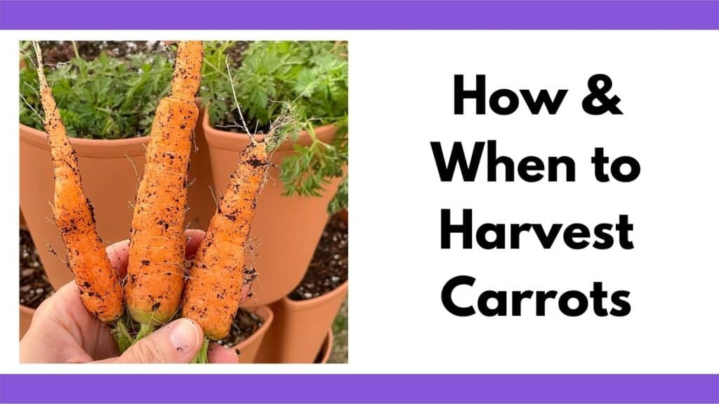 Text "how and when to harvest carrots" next to an image of a hand holding three freshly harvested carrots in front of a vertical grower.