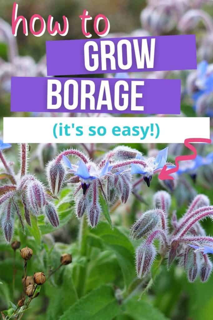 Text overlay 'how to grow borage (it's so easy!)" Over a photo of a flowering borage plant. The flowers are star shaped, hang in clusters, and facing downwards.