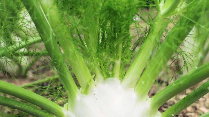 Text overlay "how to plant and grow fennel" at the top of an up close image of a bulb fennel plant growing in a garden
